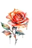 Placeholder: watercolor tattoo of a rose, isolated on a white background