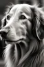Placeholder: A dog