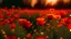 Placeholder: field of some beautiful red poppies and some yellow lights