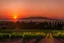 Placeholder: Vendimia de viñedos al atardecer con un pueblo al fondo, fotografía real, foto periodismo, fotografía realizada con una cámara Leica y un objetivo de 50mm