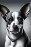 Placeholder: portrait of american rat terrier with all gray face by frida