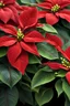 Placeholder: sign "Merry Christmas", poinsettias flowers, ultra hd, uhd, realistic, vivid colors, highly detailed, perfect composition, --ar 16:9