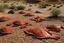 Placeholder: A dark red desert with reptiles designed in Ica stones