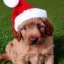 Placeholder: brown labradoodle puppy with a santa hat, very cute, adorable