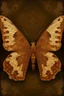 Placeholder: The cover of an album song in the shape of a light brown butterfly