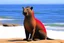 Placeholder: "kangaroo sea lion"