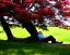 Placeholder: old man sleeping by maple tree