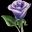 Placeholder: purple flower