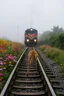 Placeholder: a train tracks in it a lot of colorful wild flowers , a train shows is coming forward , foggy, cloudy gray sky, and thunders , a dear legs sticks in the train tracks and can not move