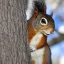 Placeholder: Assassins squirrel