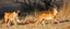 Placeholder: pug lion panther hunting gazelle