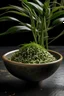 Placeholder: یک گیاه کوچک که یک طرفش برگ چای دارد و یک طرفش خوشه برنج