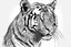 Placeholder: tiger graphic line drawing