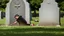 Placeholder: person spitting on a grave