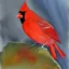 Placeholder: northern cardinal watercolor