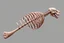 Placeholder: one stiffened rib, huge, 3d asset, full length
