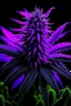 Placeholder: Masterpiece, photography,purple moose marijuana