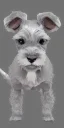 Placeholder: cute miniature schnauzer salt and pepper