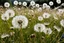 Placeholder: WINDY , summer, harmony, close up dandelion, fibonachy, etheral, beauty, stunning landscape