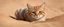 Placeholder: rocket ship sand cat in burrow