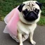 Placeholder: pug wearing a ballgown