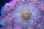 Placeholder: only one cosmic white an gold crystal flower in blue and pink cosmos