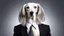 Placeholder: A portrait of a Saluki dog with a human body, wearing a black business suit and a white blouse, set against a gradient gray background. The dog's fur is a mix of white and gray, with long, flowing hair that frames its face. The lighting is soft and diffused, highlighting the textures of the fur and the fabric of the suit. The composition is a close-up, focusing on the dog's face and upper body, creating a sense of formality and professionalism.