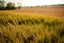 Placeholder: a short wild grass clearing next to an ideal farm field, sunny day, product photo setting, mid-level horizon