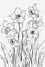 Placeholder: outline art for Spring: Daffodils , White background. sketch style, clean line art, white background, no shadow and clear. White/black