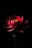 Placeholder: black background, red lotus flower