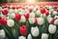 Placeholder: photorealistic red tulips above and white tulips down in flowergarden, soft lighting, sharp focus, rough edges in sunshine