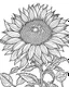 Placeholder: real massive Sunflower flower coloring page