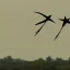 Placeholder:  pterosaurs flying in the sky