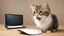 Placeholder: funny cat with computer mouse