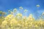 Placeholder: bottom is detailed canola, top is sky, photography,