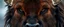 Placeholder: upper body with eyes of hound bison reindeer yoga man with the venus in the pupils