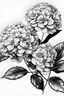 Placeholder: realistic hydrangeas line drawing black and white