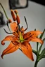 Placeholder: A black hour with the orange tiger lily flower