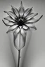 Placeholder: Realistic x-ray flower with intricate details, texturized effect, black and white, inspired by Hugh Turvey, Bert Myers and flower photography