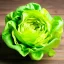 Placeholder: lettuce