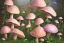 Placeholder: big pink FLOWERS RIVER RAIN FOREST mushrooms