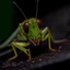 Placeholder: A photograph taken with a Nikon Z9 with a macro lens, of a grasshopper from the front, you should be able to see every detail