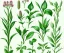 Placeholder: vector plants set illustration. watercolor white backdrop