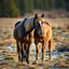 Placeholder: Equinox and equine ox