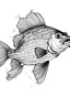 Placeholder: Outline art, no shading, full body fish, black and white, low detail, --ar 9:11