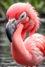 Placeholder: A flamingo with a massive head