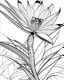 Placeholder: real massive Bird of Paradise flower coloring page