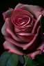 Placeholder: pound rose