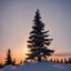 Placeholder: A fir tree top, snowy, sunset