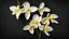 Placeholder: Isolated vanilla flowers on black background. Aromatic, fresh vanila flower yellow and white. Ambiance orchids and stick. Flavour, organic, tasty, elements, nature and natural. For design ingredient label.